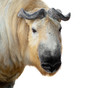 Takin Takin