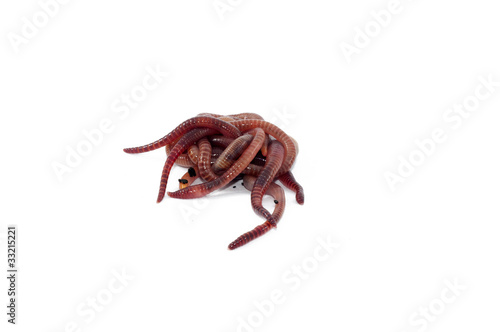 Photo: Worms Worms