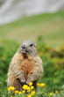 Murmeltier in der Wildnis
