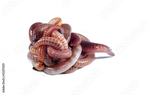 Photo: Worms Worms