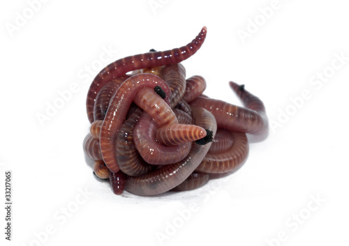 Photo: Worms Worms