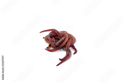 Photo: Worms Worms