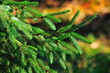 Abete in autunno