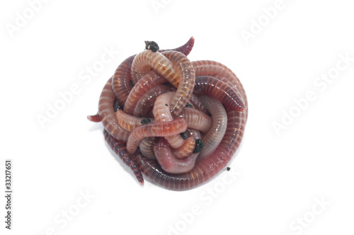 Photo: Worms Worms