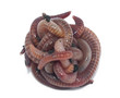 Worms