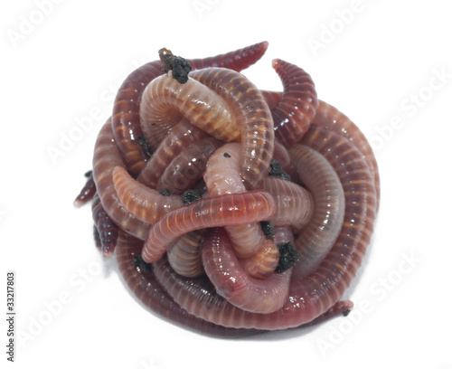 Photo: Worms Worms