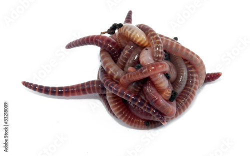 Photo: Worms Worms