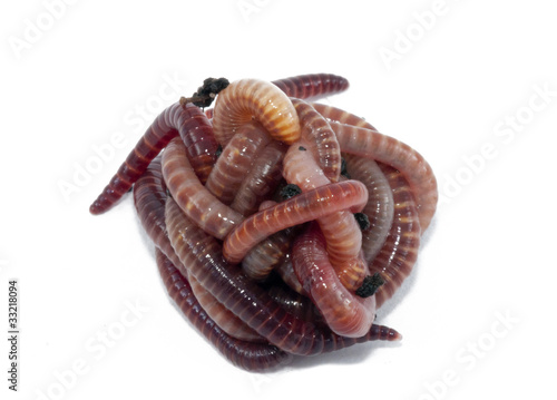Photo: Worms Worms