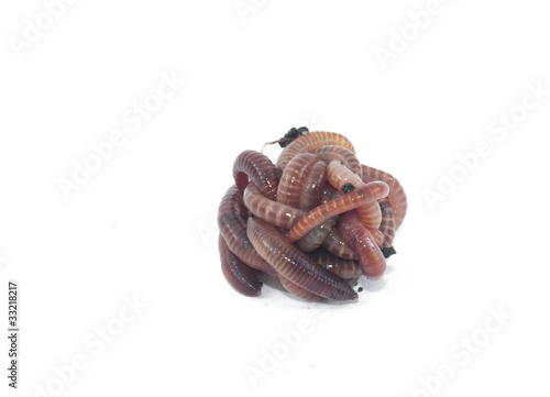 Photo: Worms Worms
