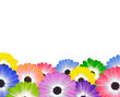 ����: Row of Colorful Daisy Flowers on White � tr3gi #33221073