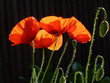 coquelicot 04 coquelicot 04