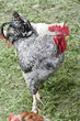 rooster