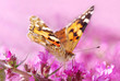 Schmetterling