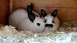 Kaninchen