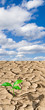Green sprout on barren soil concept