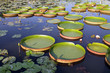 Victoria Regia - the largest waterlily in the world