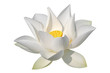 White lotus, isolated, clipping path included