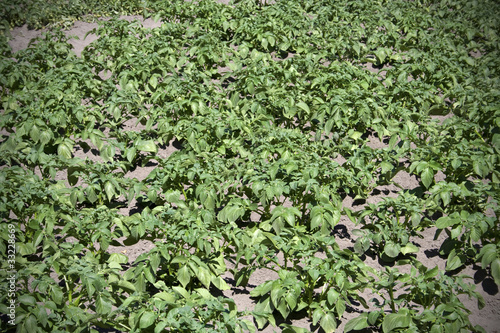 Photo: Field of potatoes plants Field of potatoes plants