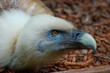 oiseau