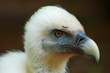 oiseau