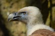 oiseau