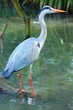 oiseau