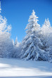 pines covered snow