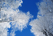 pines covered snow