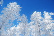 pines covered snow