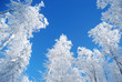 pines covered snow