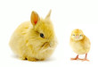 rabbit and chick