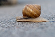 Photo: Crawling Snail closeup Crawling Snail closeup