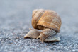 Photo: Crawling Snail closeup Crawling Snail closeup