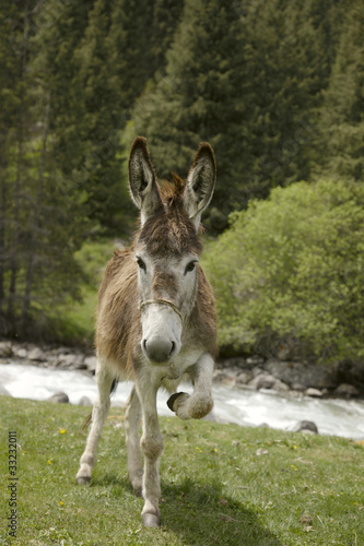 Photo: funny donkey near river in Tien Shan kyrgyz mountain funny donkey near river in Tien Shan kyrgyz mountain