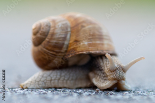 Photo: Snail closeup Snail closeup