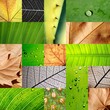 MOSAICO HOJAS TEXTURAS MACRO MOSAICO HOJAS TEXTURAS MACRO