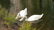 Pair white swans