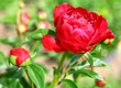 Red peony in the summer garden Red peony in the summer garden