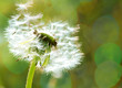 Seeds of Dandelion flying on green background with bokeh