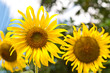 Sun flower