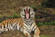 Tiger トラのあくび2