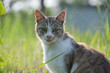 cat 野良猫三毛