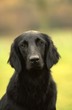 Foto: portrait de chien noir portrait de chien noir