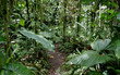 wald