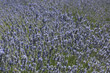 Photo: Campo de lavanda 5 Campo de lavanda 5