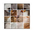 Photo composition of a cat's head made with various cats Photo composition of a cat's head made with various cats