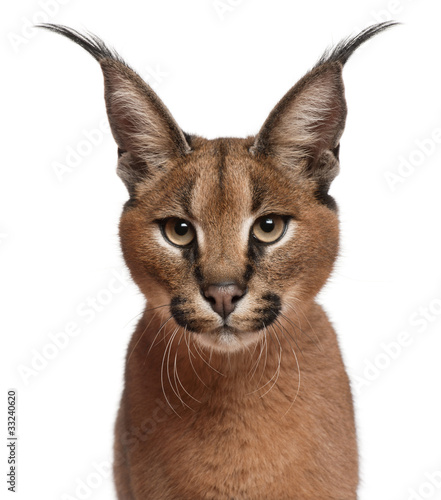 Photo: Close-up of Caracal, Caracal caracal, 6 months old Close-up of Caracal, Caracal caracal, 6 months old