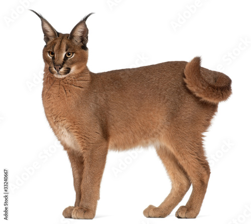 Photo: Caracal, Caracal caracal, 6 months old Caracal, Caracal caracal, 6 months old