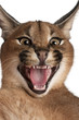 Close-up of Caracal hissing, Caracal caracal, 6 months old