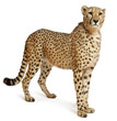 Cheetah, Acinonyx jubatus, 18 months old, standing Cheetah, Acinonyx jubatus, 18 months old, standing